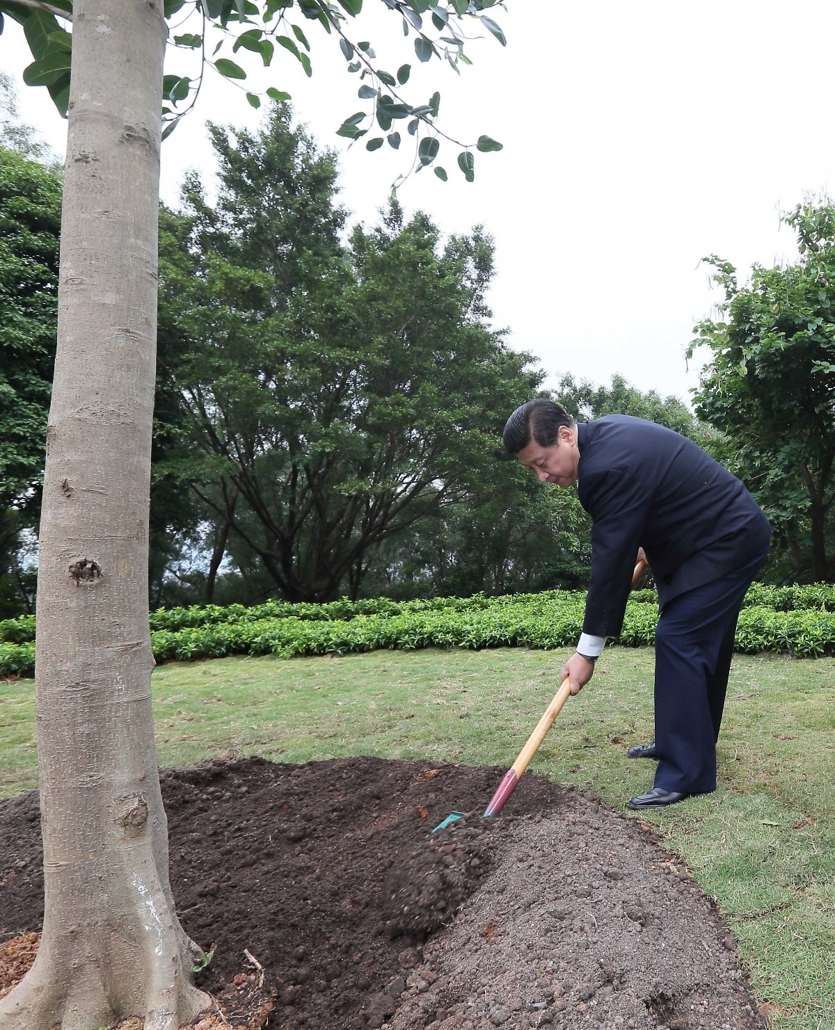 2012年12月8日，習(xí)近平在深圳蓮花山公園種下一棵高山榕樹。